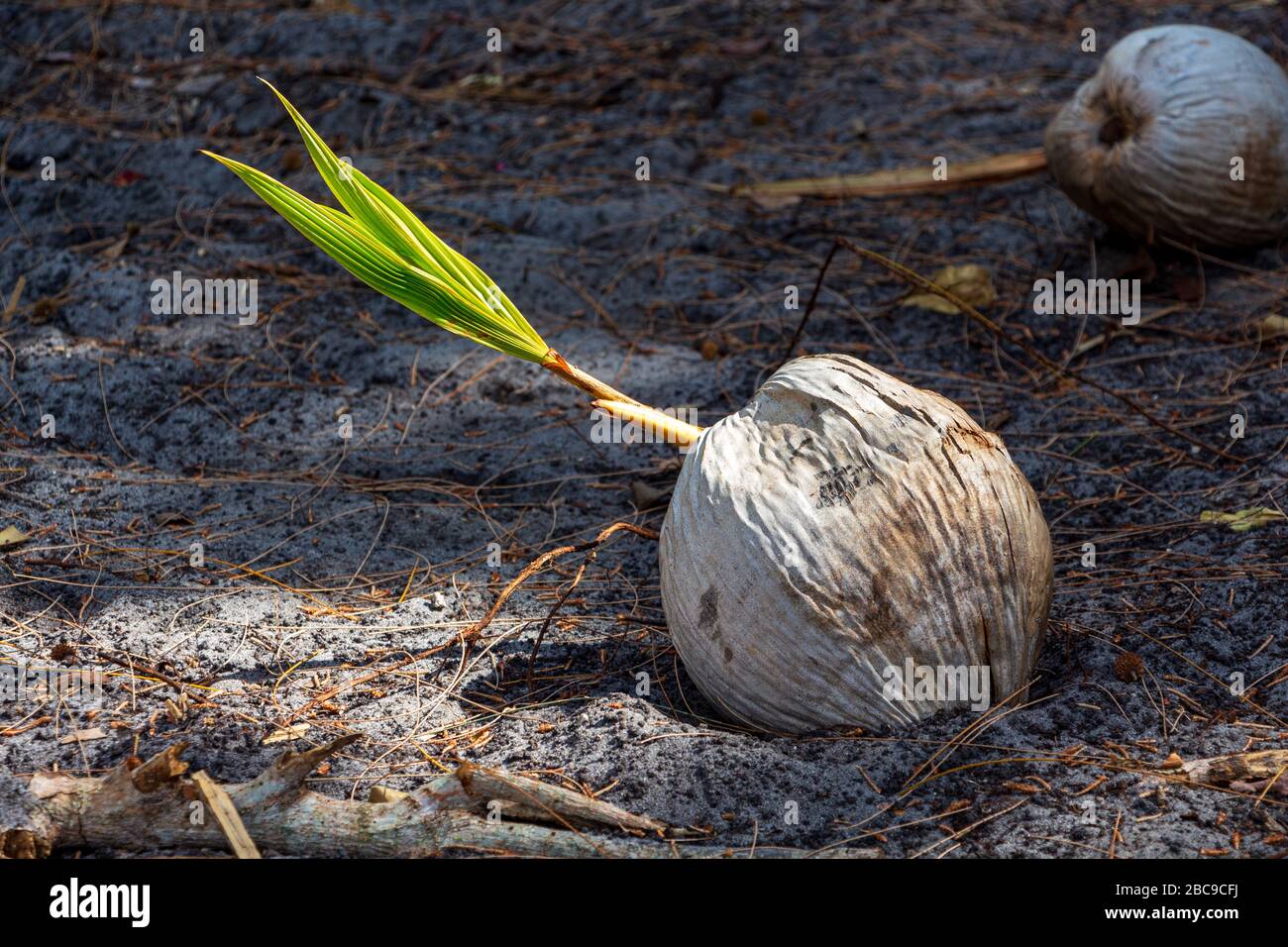 Germinating coconut (Cocos nucifera) - Davie, Florida, USA Stock Photo