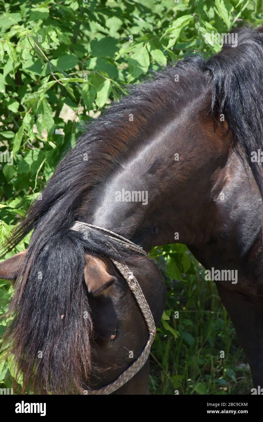 The head of a black horse with his lovely look Stock Photo