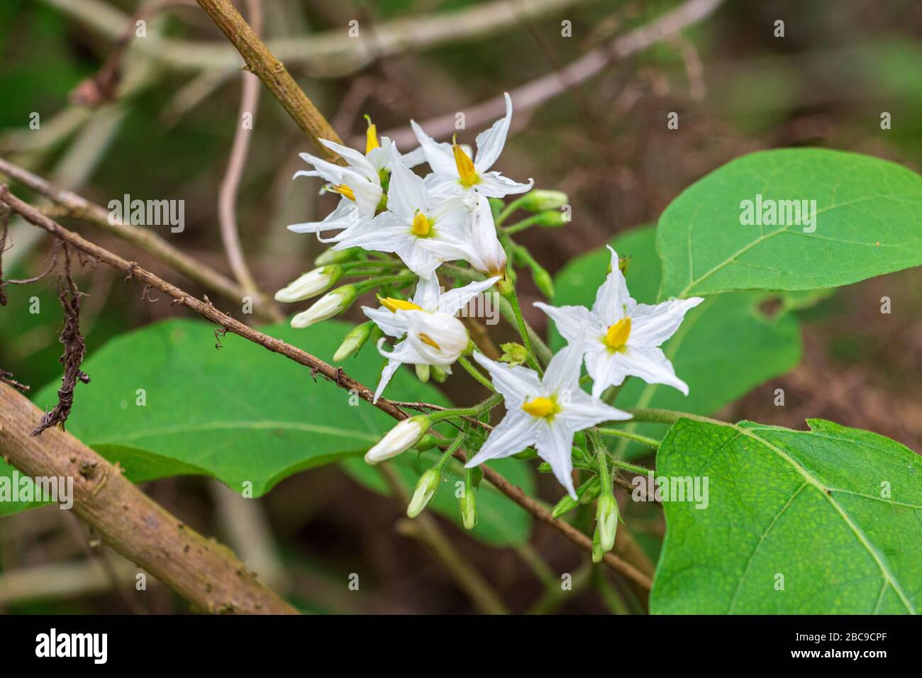 Turkey berry (Solanum torvum) white flowers closeup - Davie, Florida