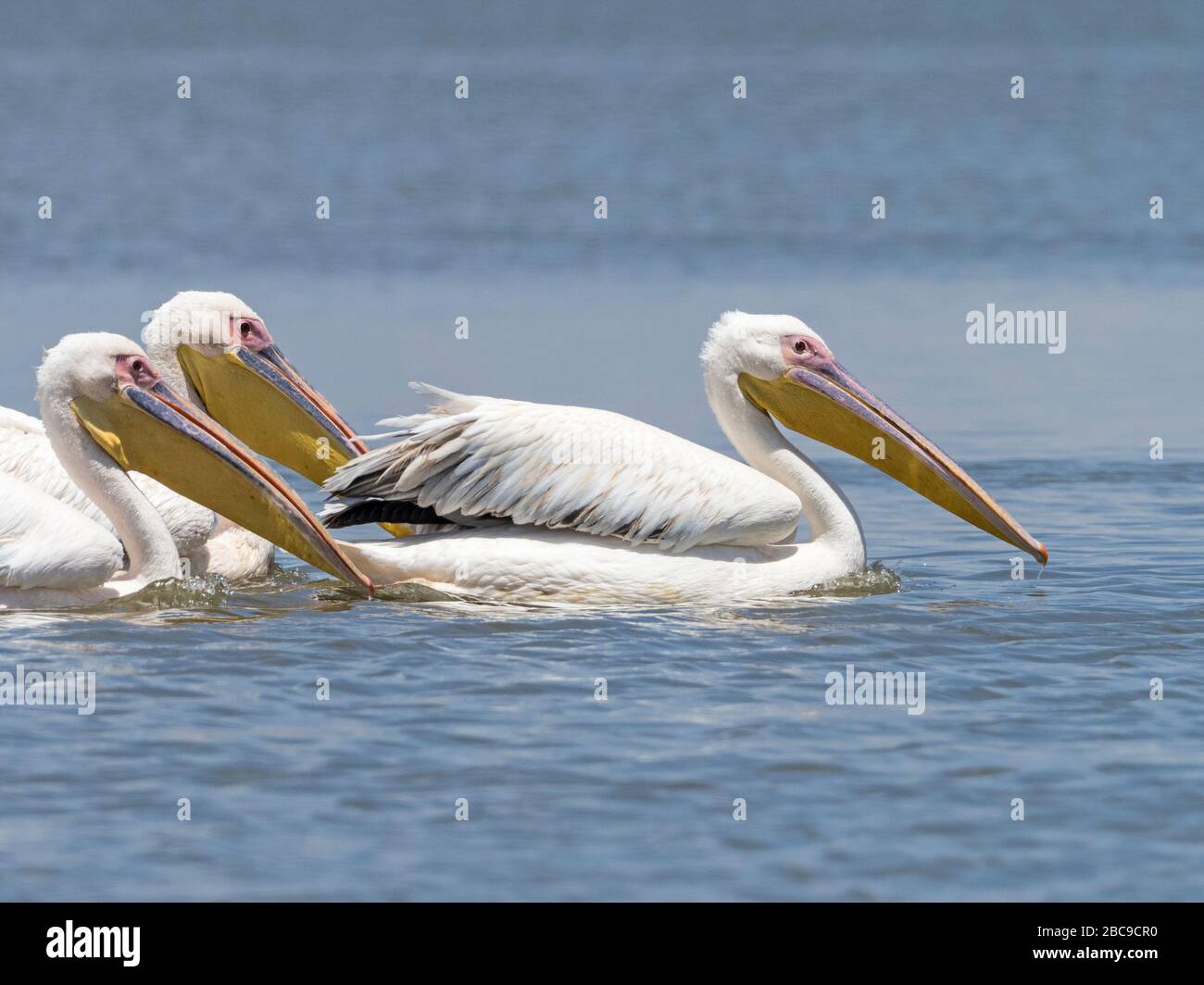 Group of Great White Pelican (Pelecanus onocrotalus), swimming on Lake Naivasha, Kenya Stock Photo