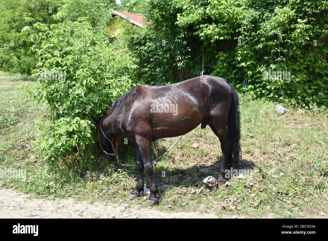 The horse has reins and is tied to a tree. He lowered his nostrils to the base of the green bush Stock Photo