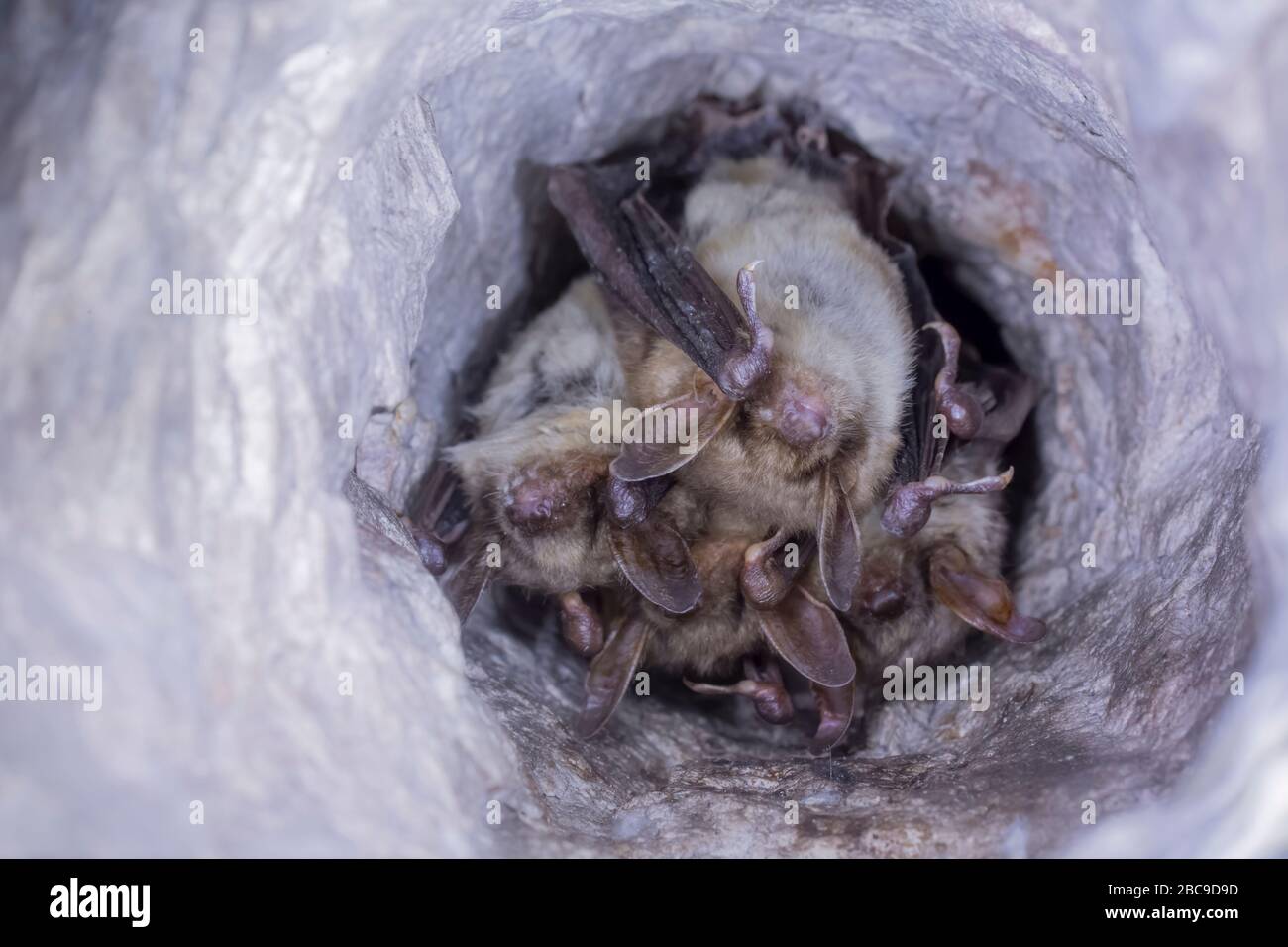 Close up group of strange animals Greater mouse-eared bats Myotis myotis hanging upside down in the hole of the cave and hibernating. Wildlife take. Stock Photo