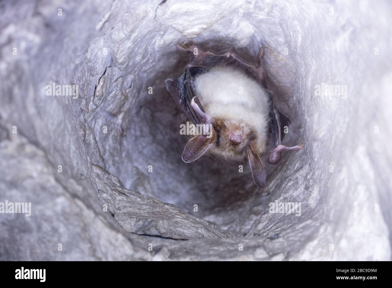 Close up strange animal Greater mouse-eared bat Myotis myotis hanging upside down in the hole of the cave and hibernating. Wildlife take. Stock Photo