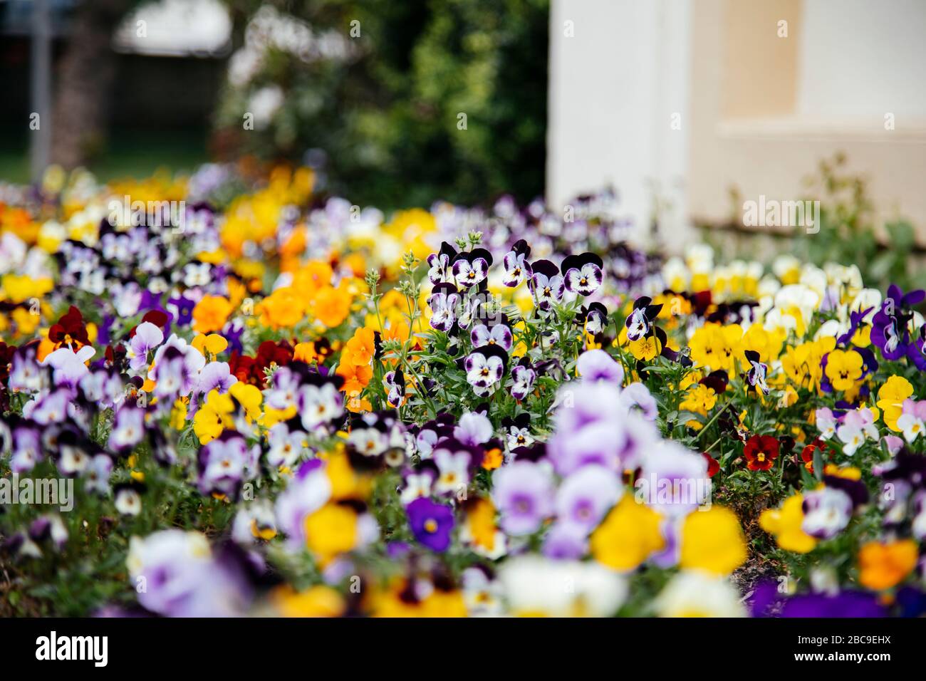 Multi colored flower bed hi-res stock photography and images - Alamy