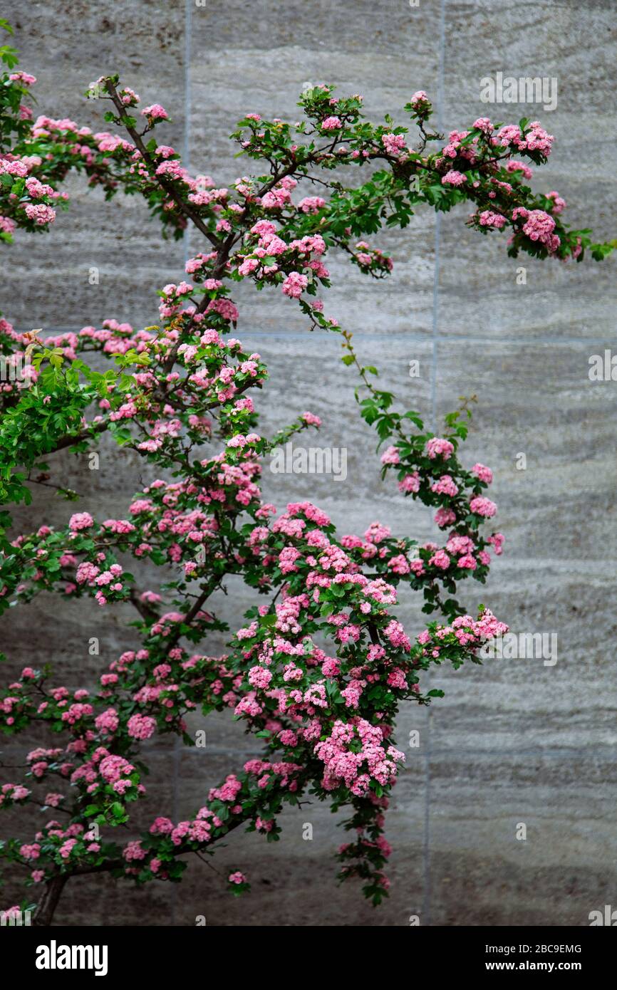 Green leaves and pink flowers shrub hi-res stock photography and images ...