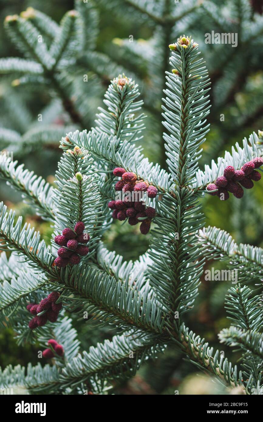 Conifer, detail, flowers Stock Photo Alamy