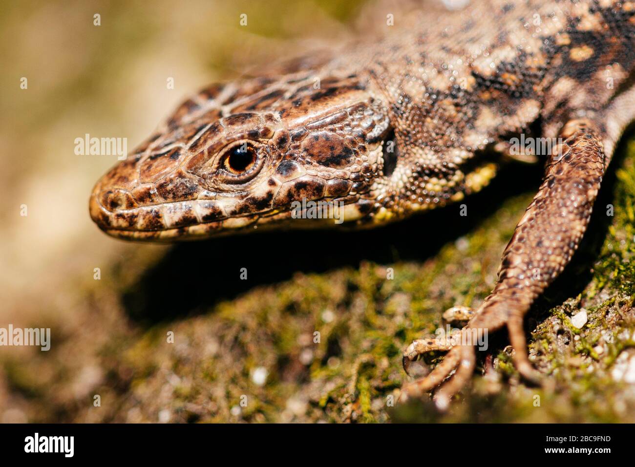 Lizard, rocks, detail Stock Photo Alamy