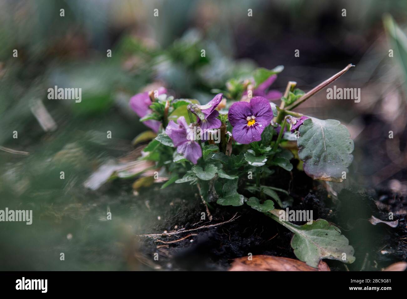 Flower bed, pansy Stock Photo