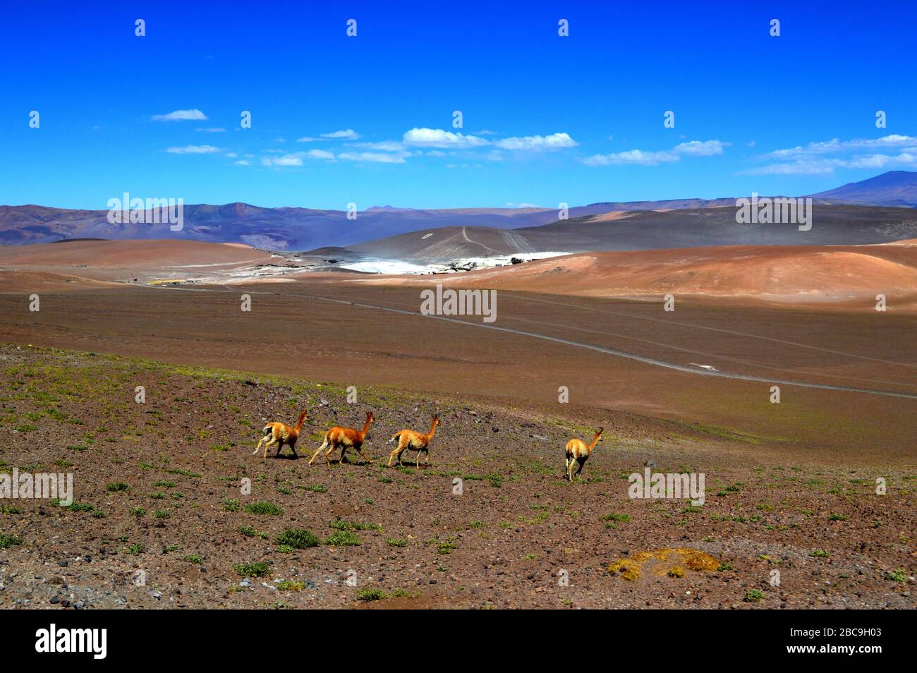 Vicuñas prowl around the La Casualidad mine. Salta, Argentina. Stock Photo