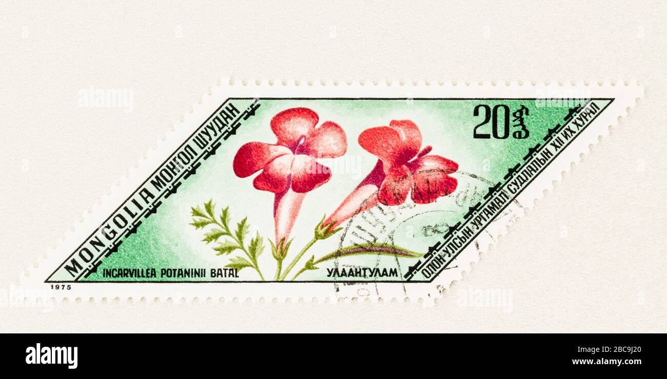 SEATTLE WASHINGTON - April 2, 2020: Close up of Mongolia stamp featuring Chinese Trumpet flower, Incarvillea potaninii batal, a medicinal plant. Stock Photo