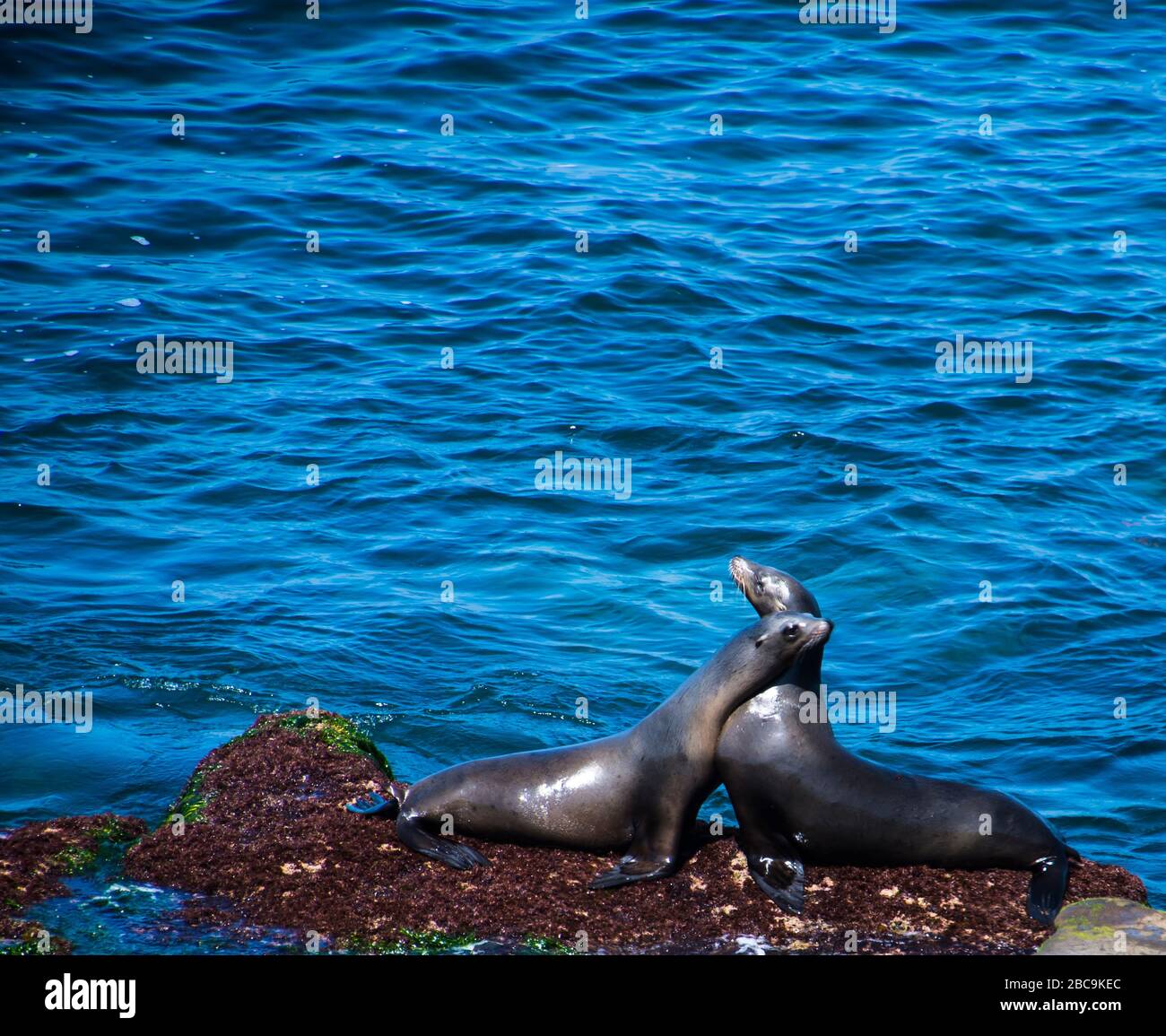 Seals hug hires stock photography and images Alamy