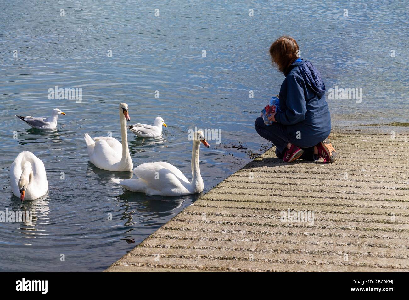 Female feeding swans Cygnus olor Stock Photo