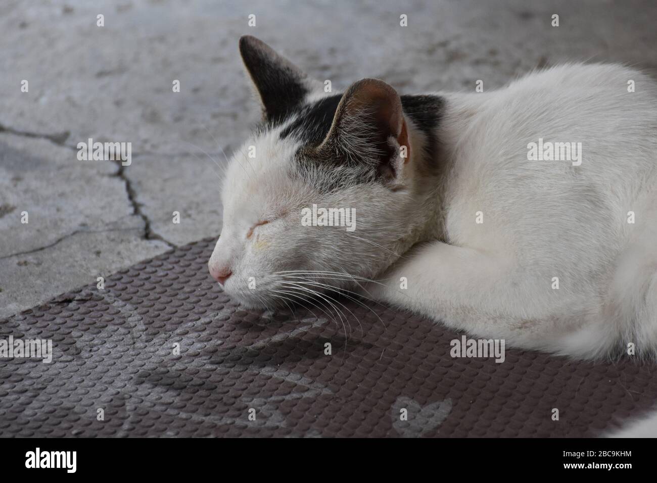 The cat sleeps on a plastic base Stock Photo