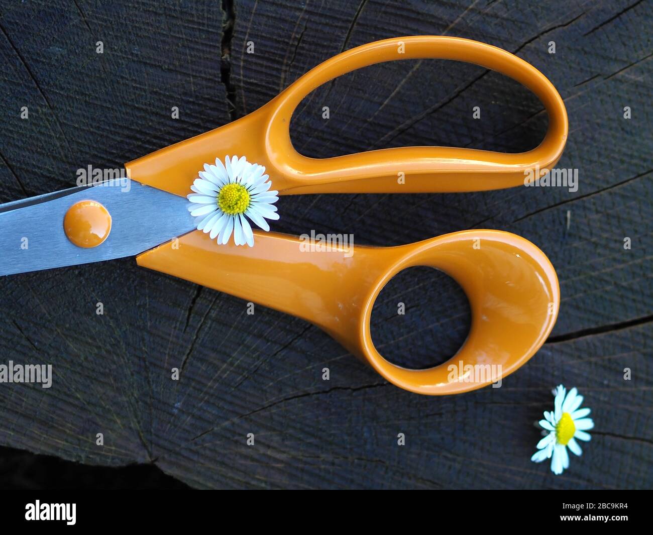 https://c8.alamy.com/comp/2BC9KR4/close-up-of-an-isolated-pair-of-scissors-with-orange-handles-london-england-2BC9KR4.jpg