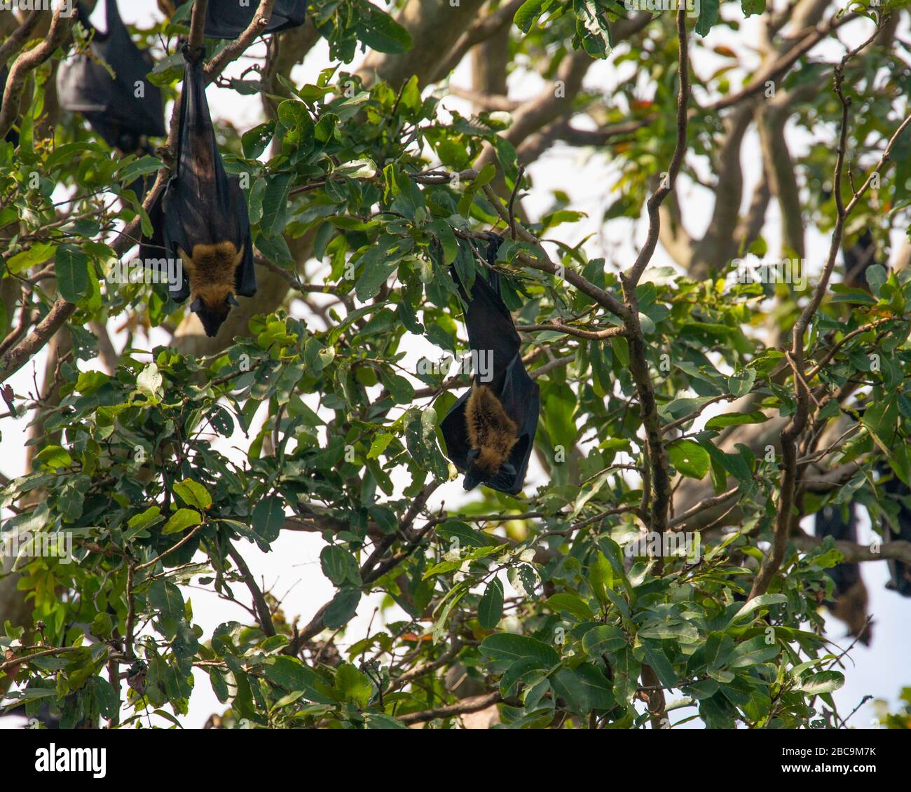 Indian Fruit Bats roosting in a tree Stock Photo Alamy