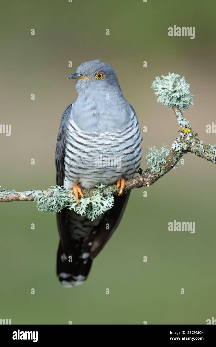 The common cuckoo is a member of the cuckoo order of birds, Cuculiformes, which includes the roadrunners, the anis and the coucals. Stock Photo