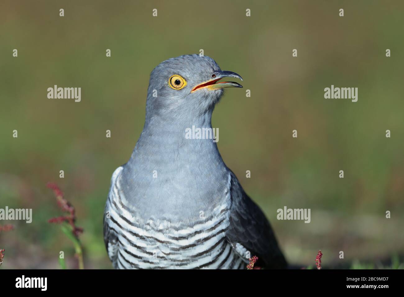 The common cuckoo is a member of the cuckoo order of birds, Cuculiformes, which includes the roadrunners, the anis and the coucals. Stock Photo