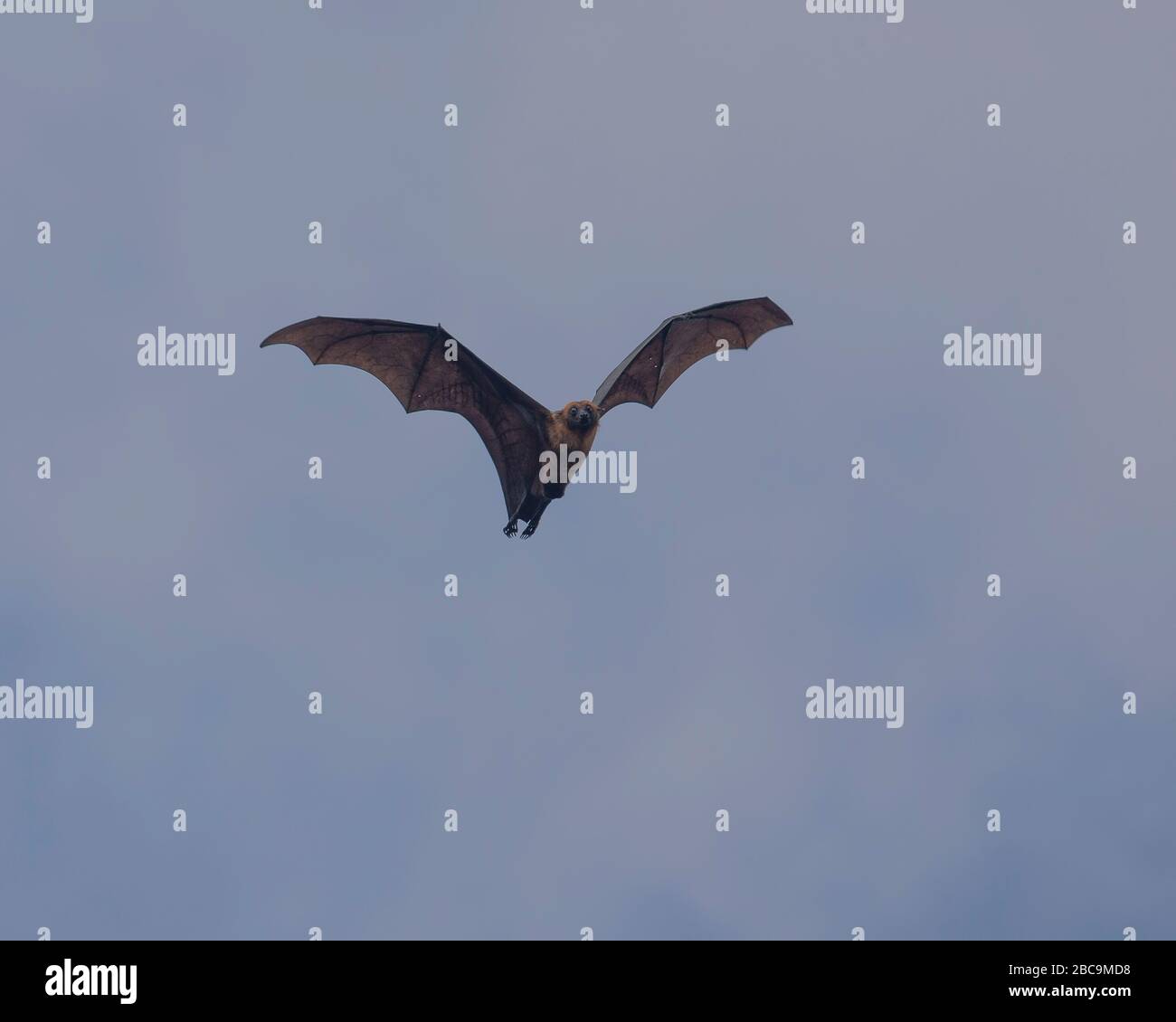 Indian Fruit bat flying Stock Photo Alamy
