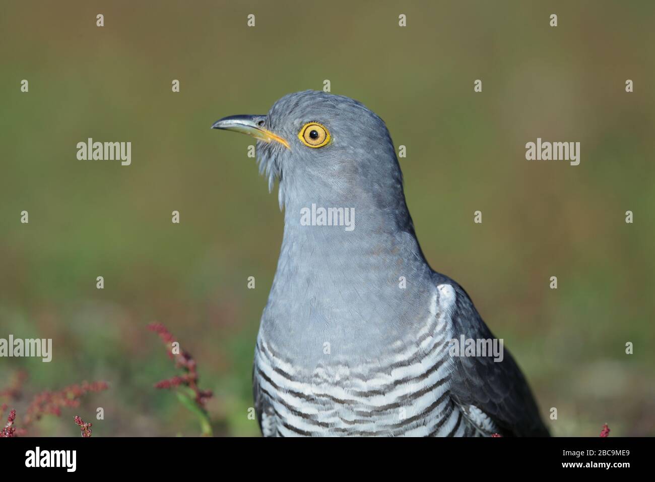 The common cuckoo is a member of the cuckoo order of birds, Cuculiformes, which includes the roadrunners, the anis and the coucals. Stock Photo