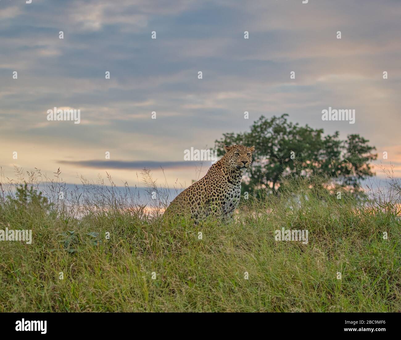 Leopard of the Greater Kruger National Park, South Africa Stock Photo