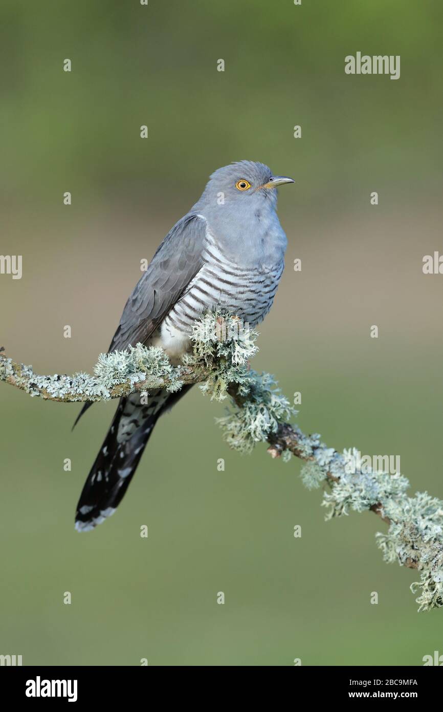 The common cuckoo is a member of the cuckoo order of birds, Cuculiformes, which includes the roadrunners, the anis and the coucals. Stock Photo