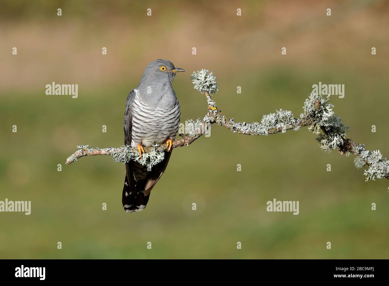 The common cuckoo is a member of the cuckoo order of birds, Cuculiformes, which includes the roadrunners, the anis and the coucals. Stock Photo