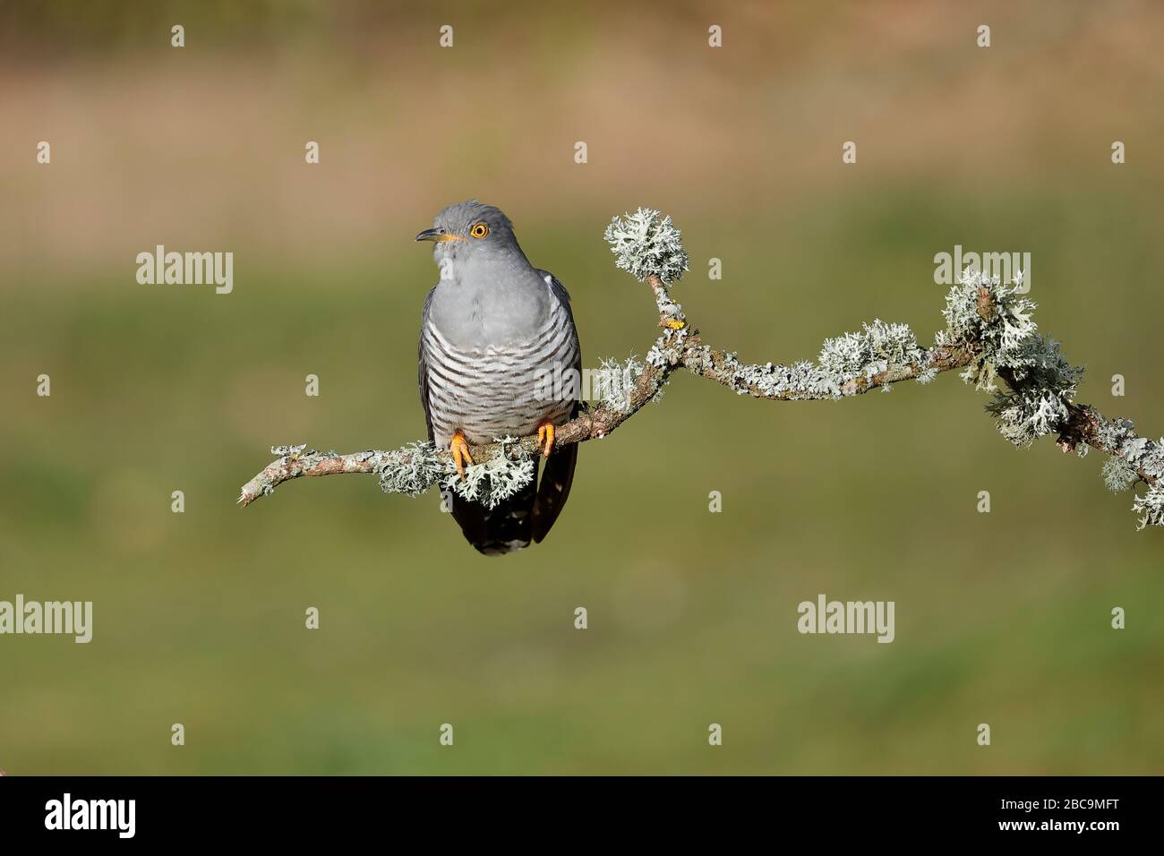 The common cuckoo is a member of the cuckoo order of birds, Cuculiformes, which includes the roadrunners, the anis and the coucals. Stock Photo