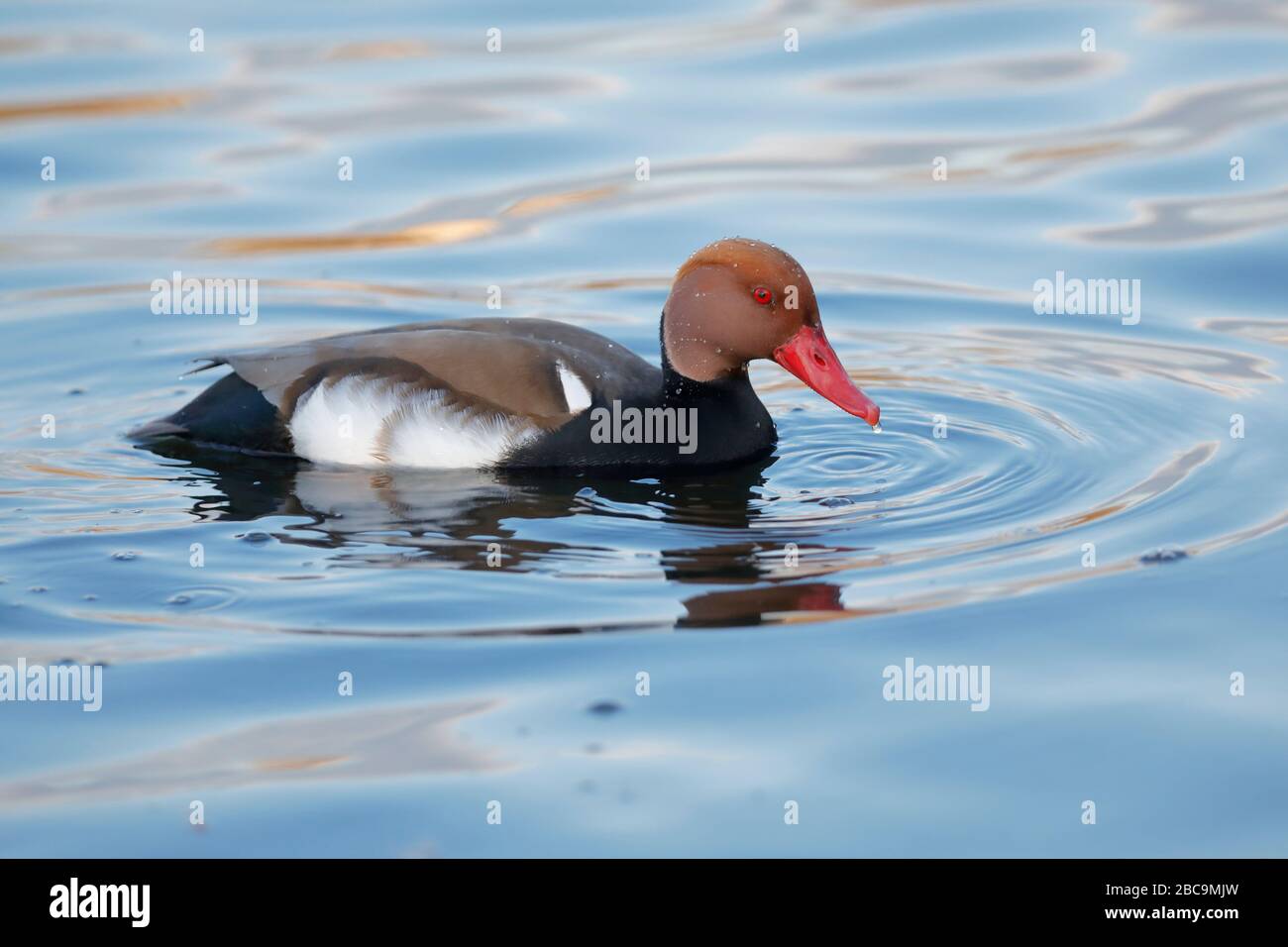 The red-crested pochard is a large diving duck. The scientific name is ...