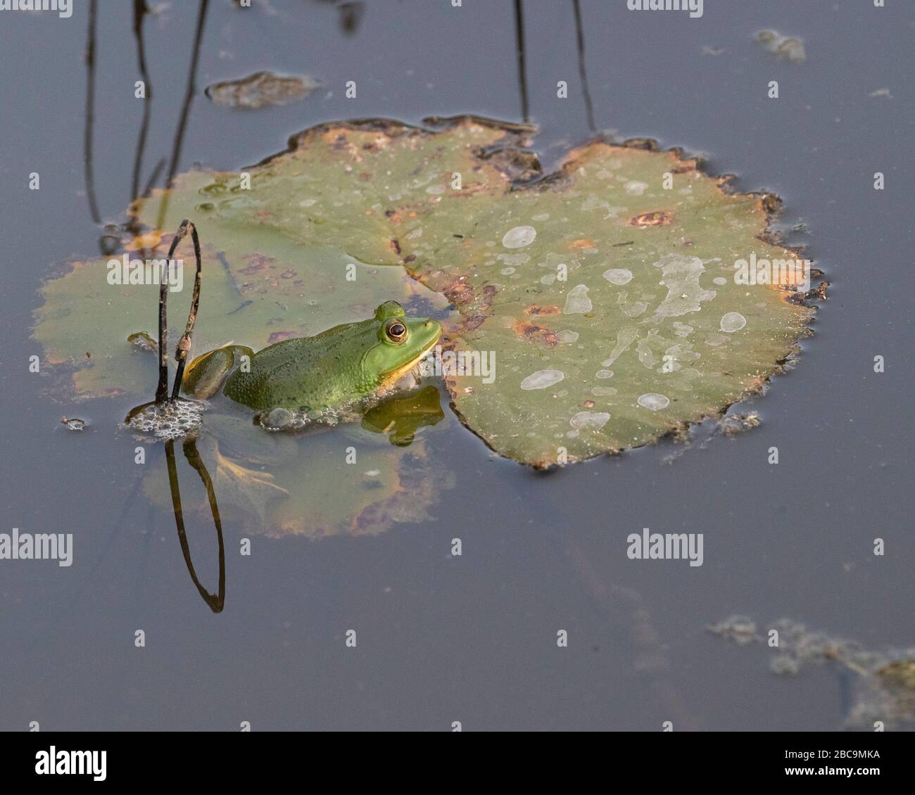 Sri Lankan Green Pond Frog Stock Photo