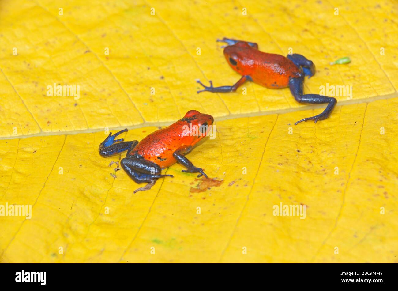 Blue jeans dart frogs (Dendrobates pumilio) on a leaf, Costa Rica Stock