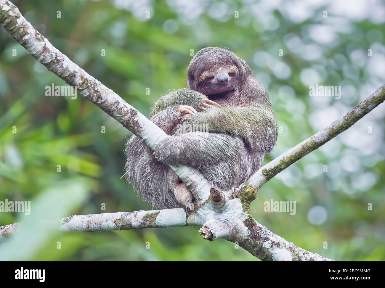 Three-toed sloth (Bradypus variegatus) sitting on a tree,  Costa Rica, Central America Stock Photo