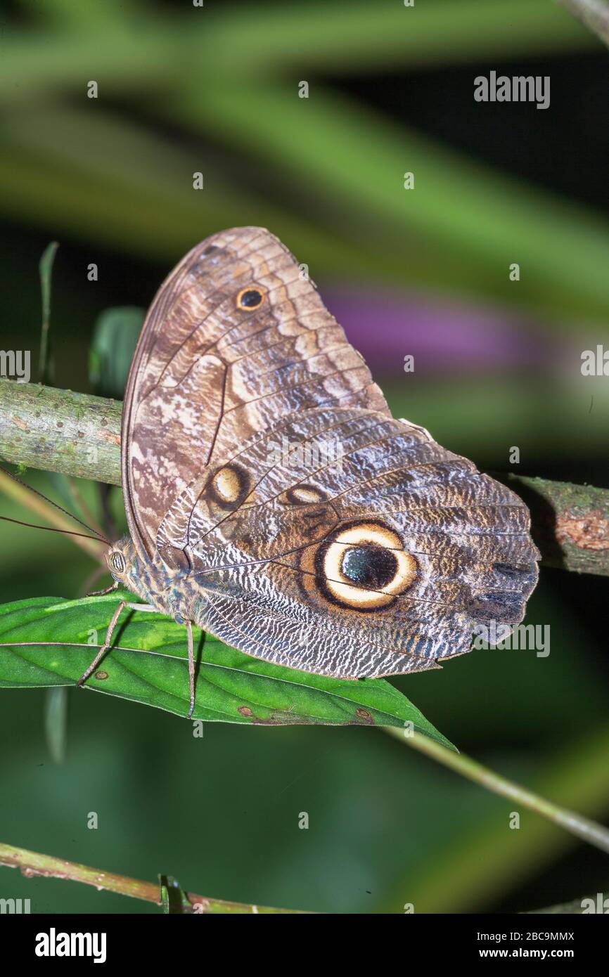 Magnificent Owl butterfly,(Caligoeurilochus sulanus), Costa Rica Stock Photo