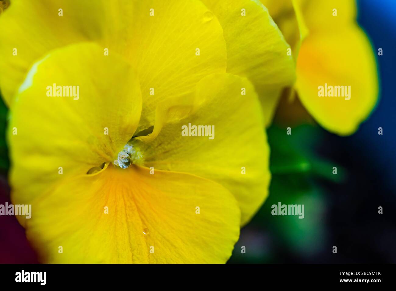 Closeup of tricolor viola flowers in the garden as a natural background for card concept Stock Photo
