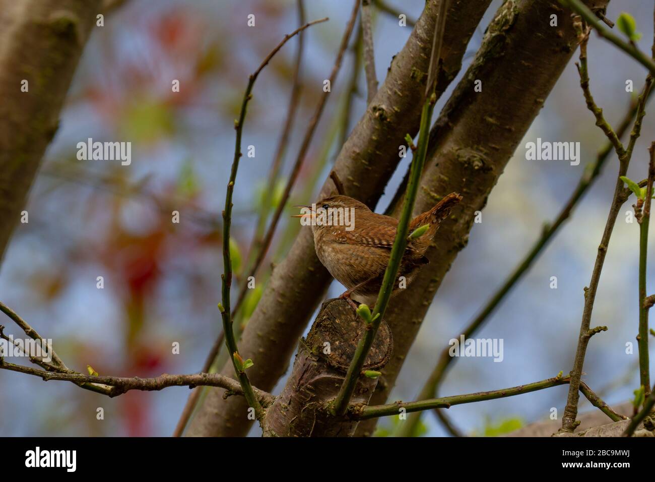 Wren Troglodytes troglodytes. Single adult singing in tree. Spring. British Isles Stock Photo
