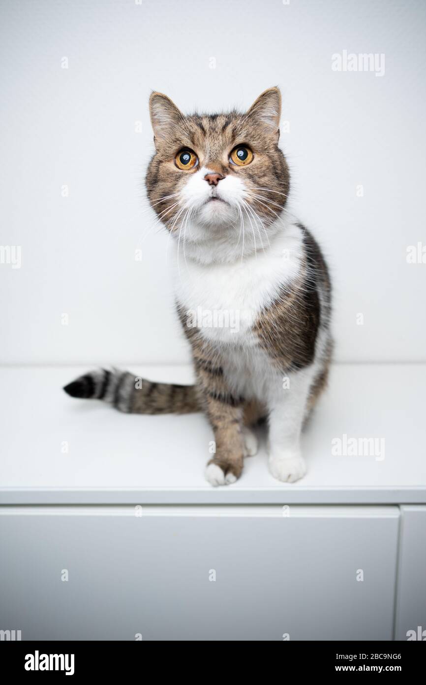 studio portrait of a tabby british shorthair cat sitting on drawer in ...