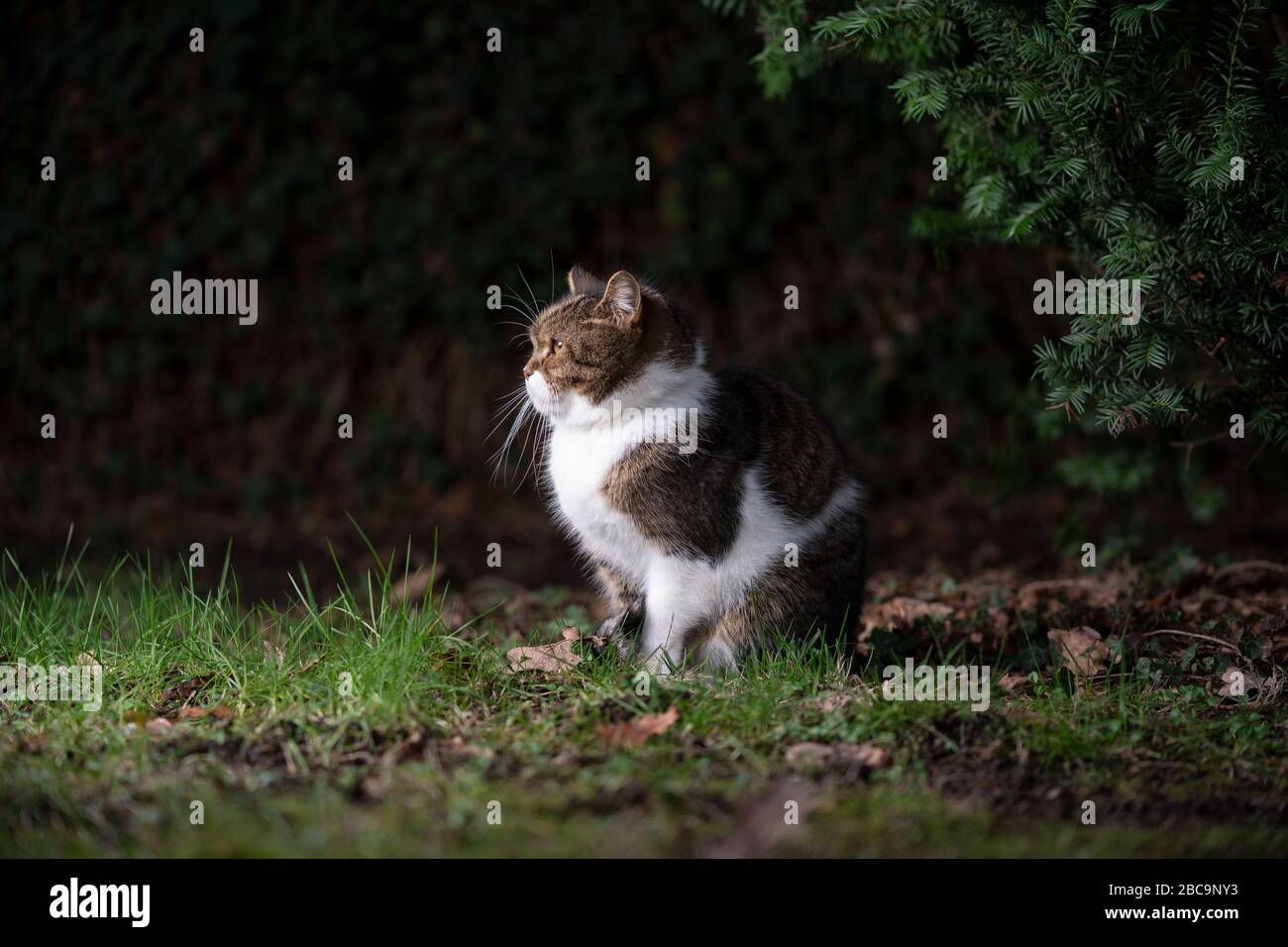 side view of a tabby white british shorthair cat sitting on lawn ...