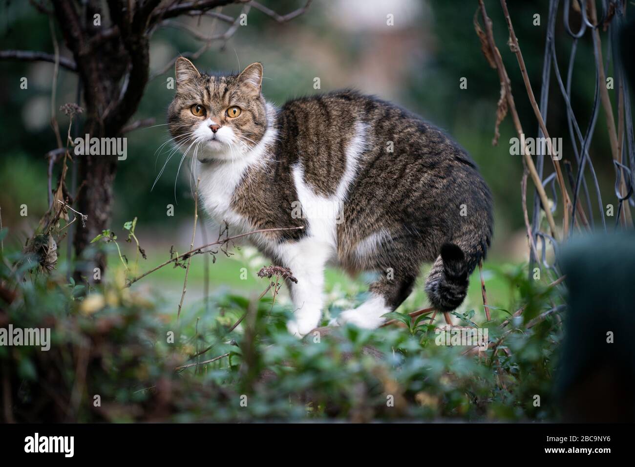 side view of a tabby white british shorthair cat outdoors in nature ...