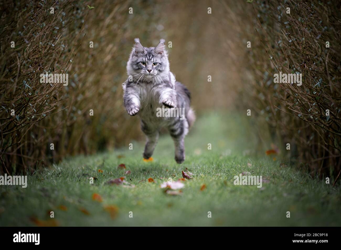 energetic silver tabby maine coon cat jumping in the air hunting