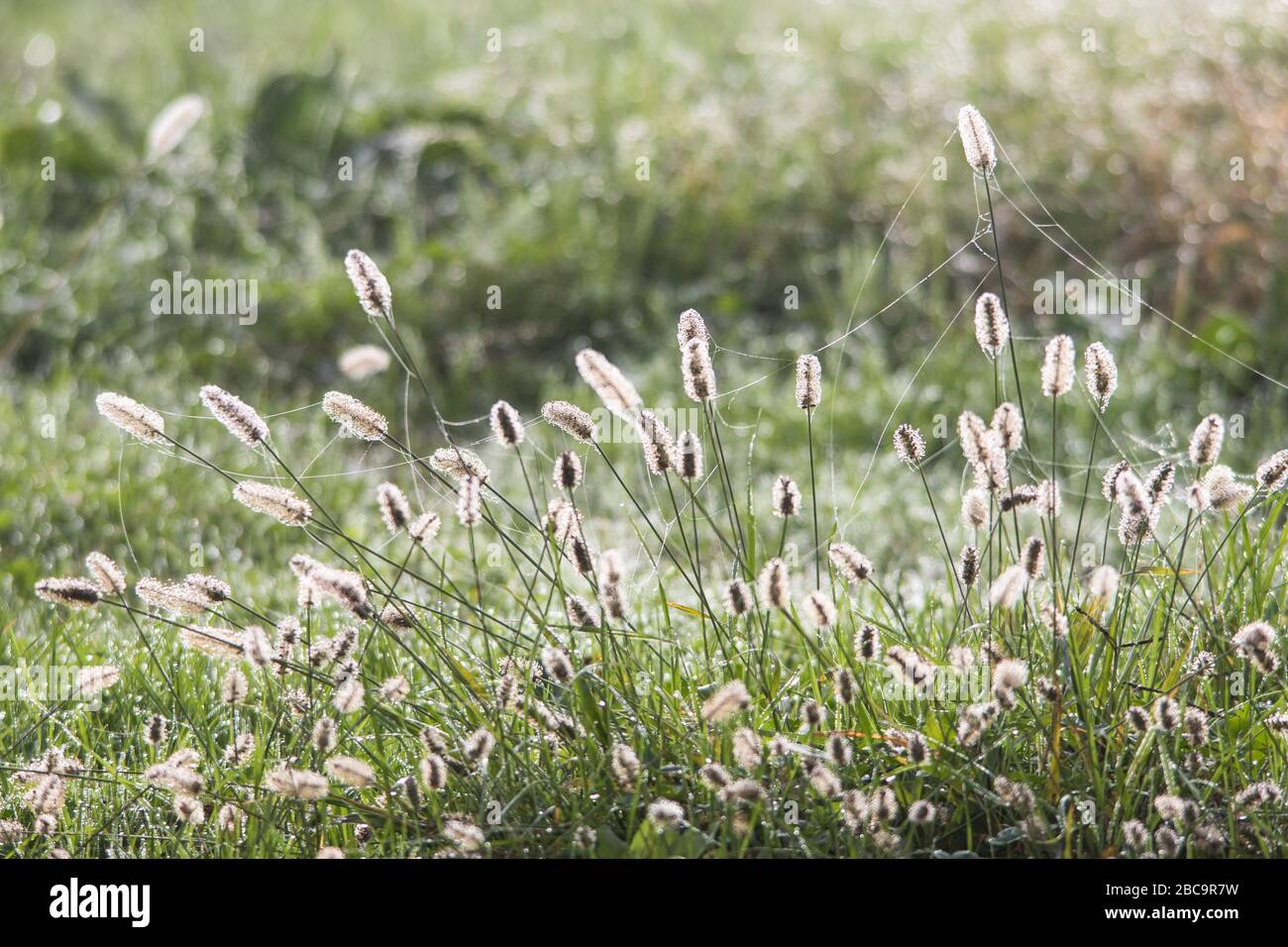 Field with Setaria pumila in the foreground with morning dew Stock Photo
