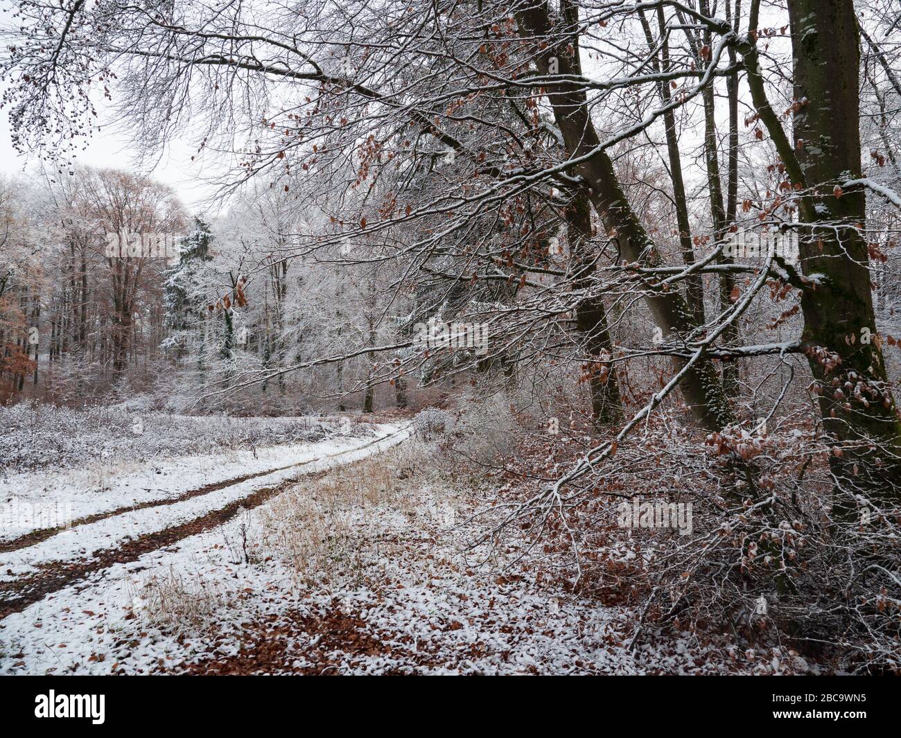 Forest on the Hahnenkamm, snow, Altmühltal, Franconia, Bavaria, Germany Stock Photo