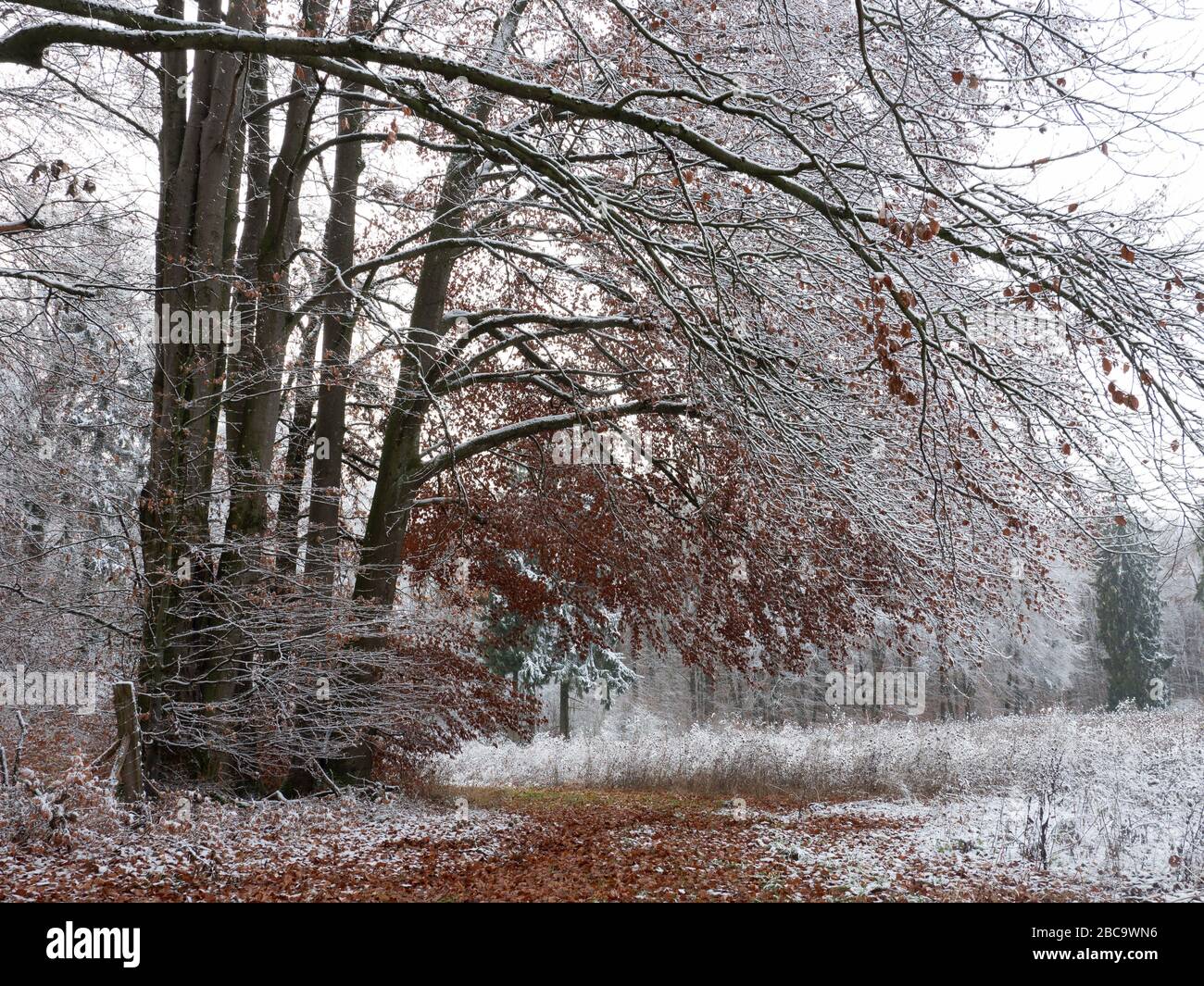 Forest on the Hahnenkamm, snow, Altmühltal, Franconia, Bavaria, Germany Stock Photo