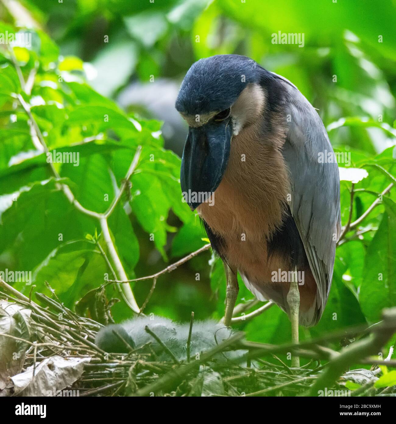 Boat-billed Heron examining nest Stock Photo