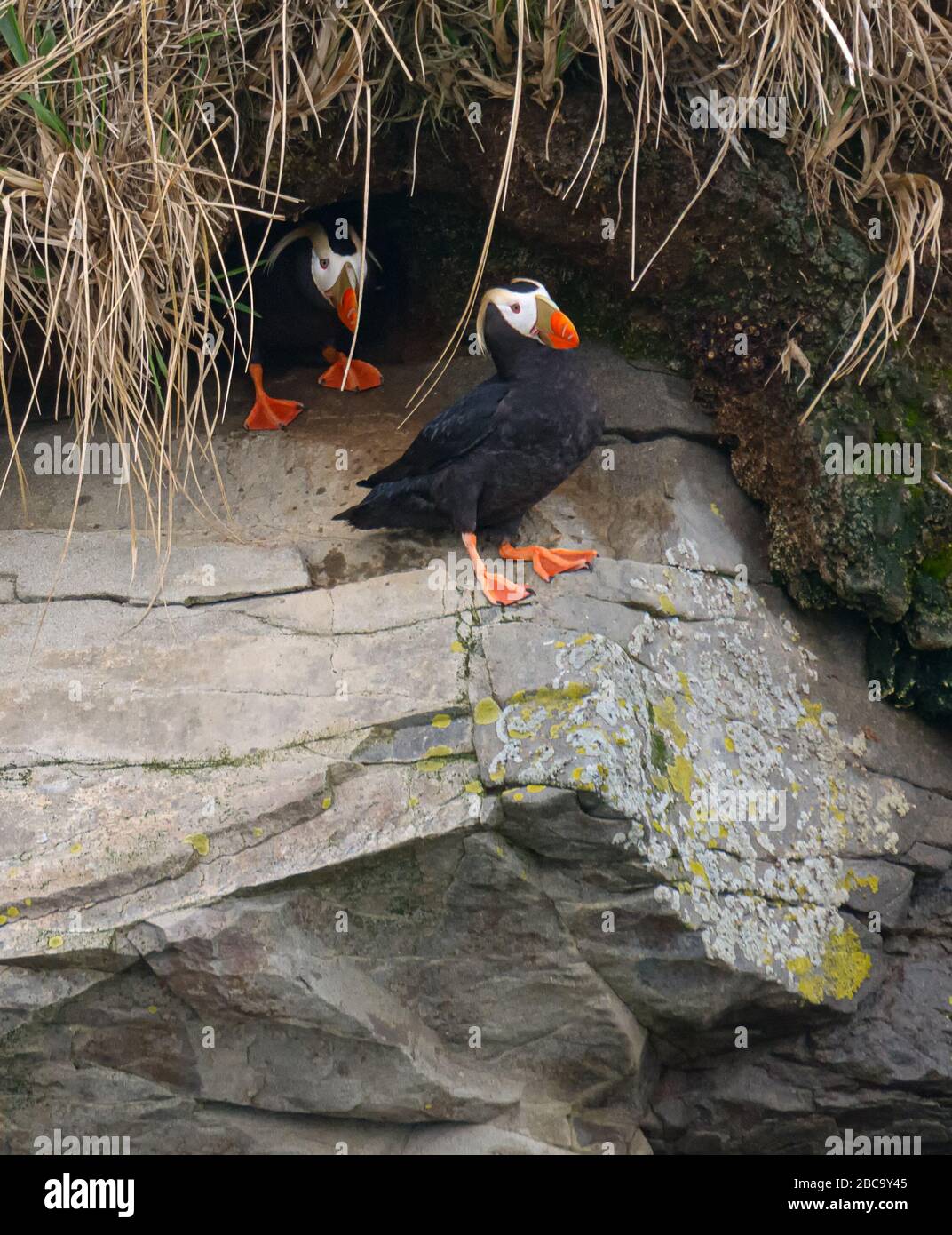 tuften Puffin pair looking for nest site Stock Photo