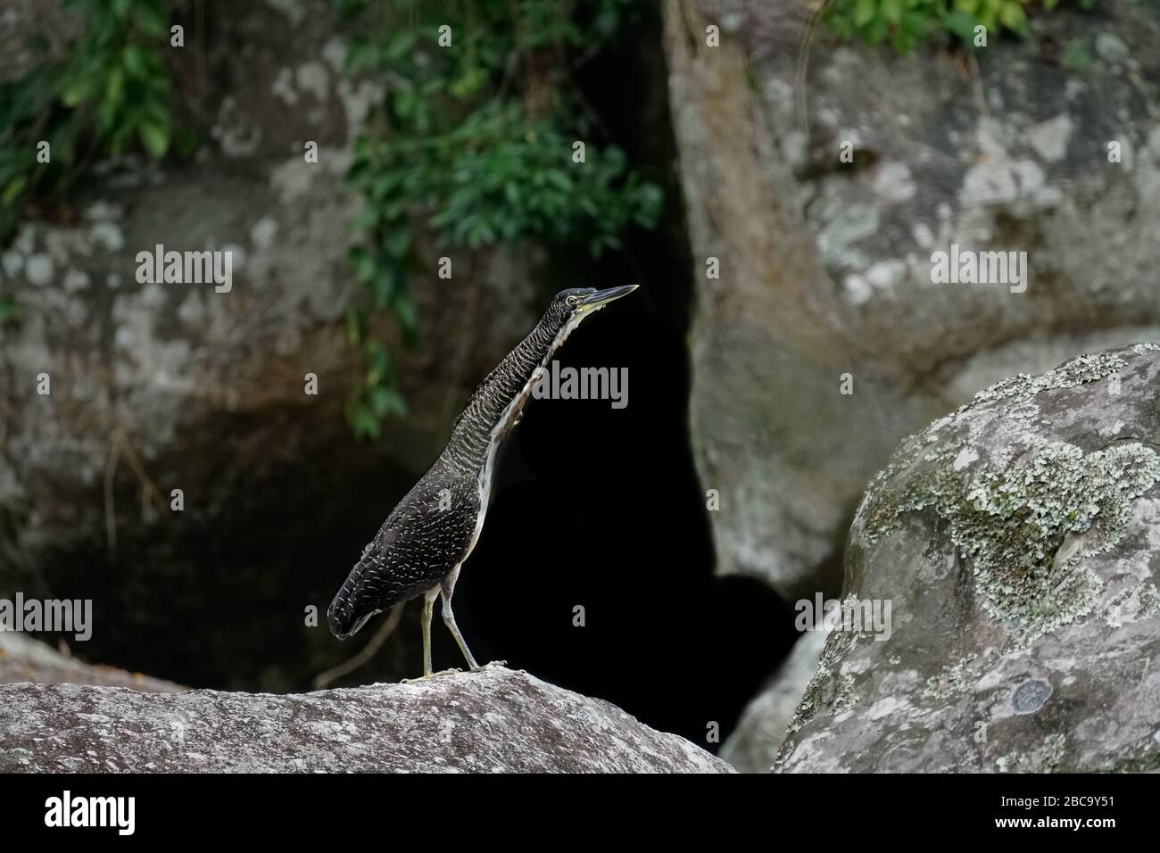 A Fasciated Tiger-Heron (Tigrisoma fasciatum) from the Atlantic Rainforest of Brazil Stock Photo