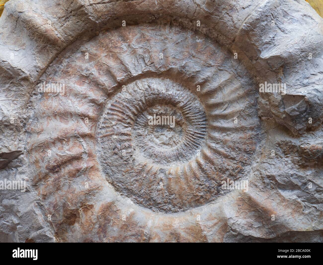 Ammonite, museum in the Hollerhaus, Dietfurt an der Altmühl, Upper Palatinate, Bavaria, Germany Stock Photo