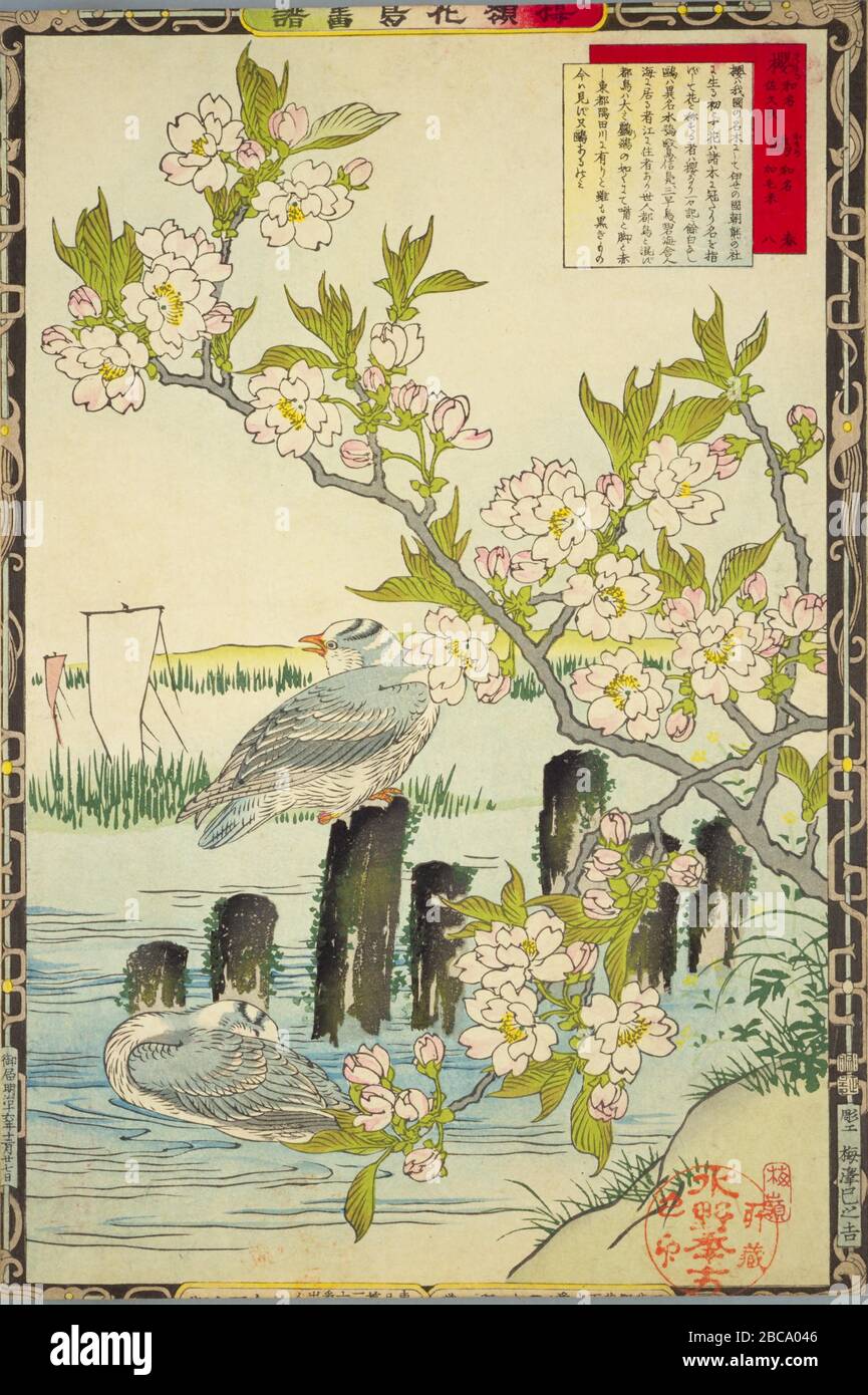 日本語 楳嶺花鳥画譜 より 春 八 櫻 鷗 大判錦絵 English Spring 8 Cherry Blossoms And Gulls From The Series Bairei Kachō Gafu Woodblock Print 日本語 明治16年出版published In 18 This Image Is Available From The Website Of The