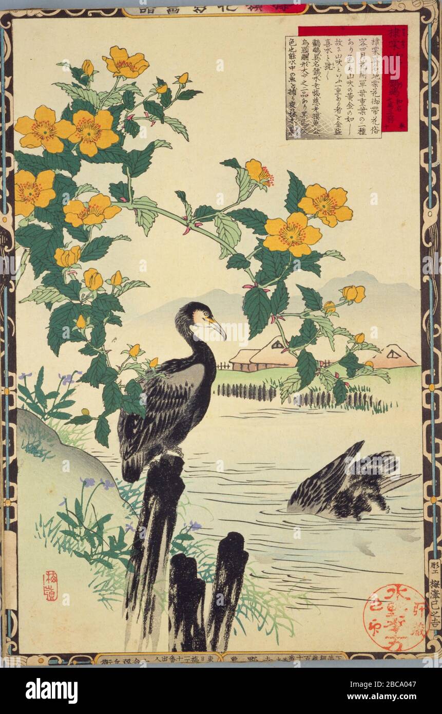 日本語 楳嶺花鳥画譜 より 春 十 棣棠 鸕鷀 大判錦絵 English Spring 10 Japanese Kerria And Cormorants From The Series Bairei Kachō Gafu Woodblock Print 日本語 明治16年出版published In 18 This Image Is Available From The Website Of The