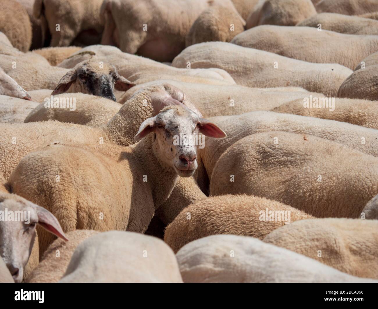 Sheep in the Schambachtal, Riedenburg, Altmühltal, Bavaria, Germany Stock Photo