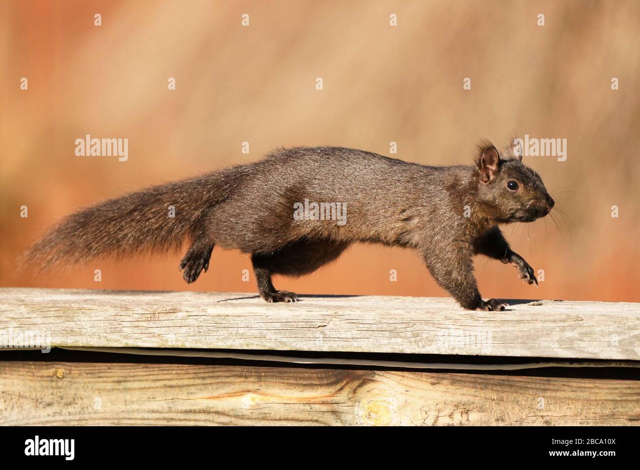 Black and grey squirrels Stock Photo