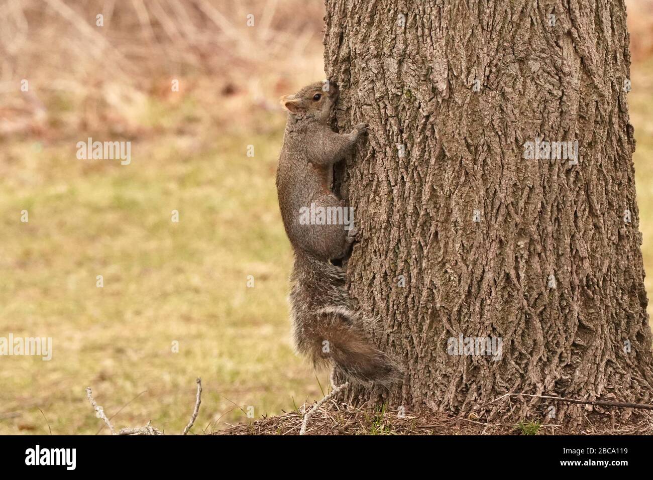 Black and grey squirrels Stock Photo